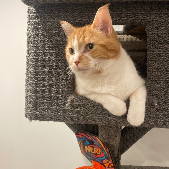 Meet your Posher, Chancey! - Picture 1 of 1